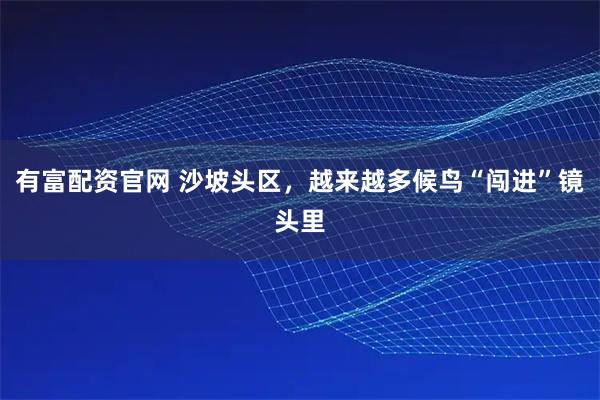 有富配资官网 沙坡头区，越来越多候鸟“闯进”镜头里